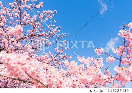 桜と青い空・春 イメージ 桜と青い空・春 イメージ 112227430