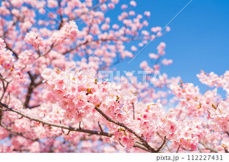 桜と青い空・春 イメージ 112227431