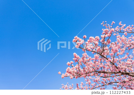 桜と青い空・春 イメージ 桜と青い空・春 イメージ 112227433