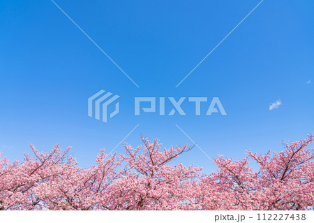 桜と青い空・春 イメージ 112227438