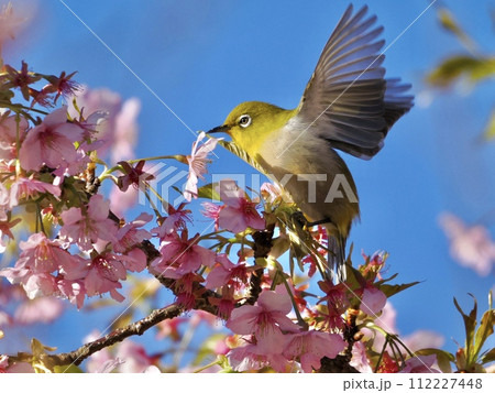 河津桜と羽ばたくメジロ 河津桜と羽ばたくメジロ 112227448