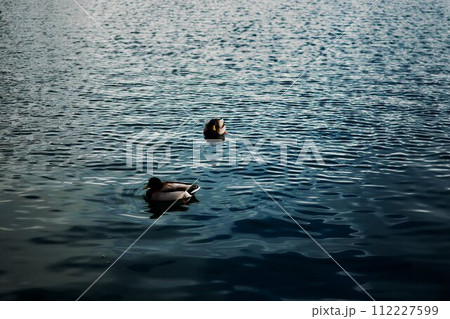 ducks on a lake bled 112227599