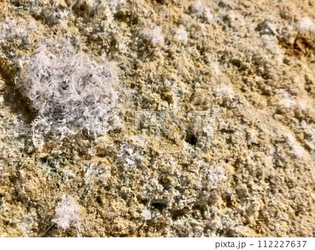 大谷石_石の華_冬の間だけ見れる結晶ゼオライト 112227637