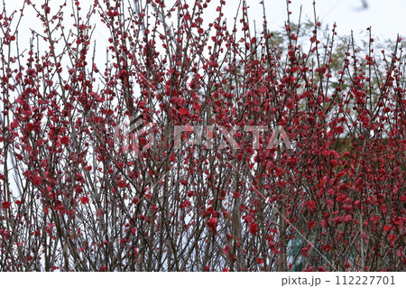 谷尾崎梅林公園の寒梅 112227701