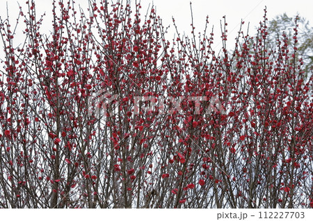 谷尾崎梅林公園の寒梅 谷尾崎梅林公園の寒梅 112227703