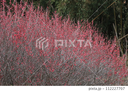 谷尾崎梅林公園の寒梅 112227707