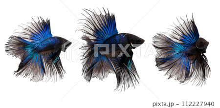Haft moon tail Betta action combine, Siamese fighting fish, blue and black colored pla-kad Haft moon tail Betta action combine, Siamese fighting fish, blue and black colored pla-kad 112227940