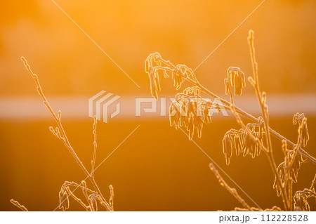 Winter's Delicate Touch: Frosted Wildflowers at Sunrise 112228528