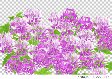 Cleome, wind butterfly grass (Fuchousou) flower card 4 Cleome, wind butterfly grass (Fuchousou) flower card 4 112229257