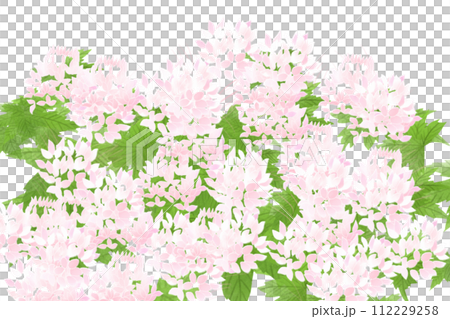 Cleome, wind butterfly grass (Fuchousou) flower card 5 112229258