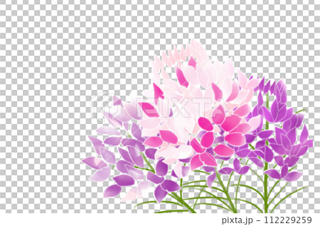 クレオメ、風蝶草(フウチョウソウ)の花のカード6 クレオメ、風蝶草(フウチョウソウ)の花のカード6 112229259