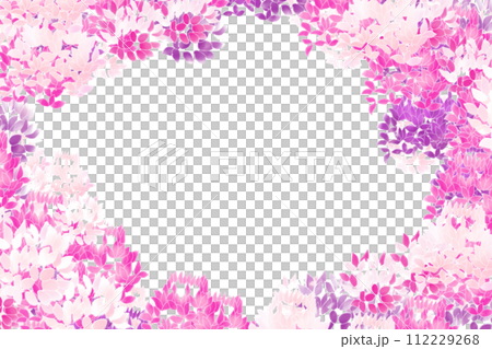 Cleome, Wind Butterfly Grass (Fuchousou) flower card 2 Cleome, Wind Butterfly Grass (Fuchousou) flower card 2 112229268