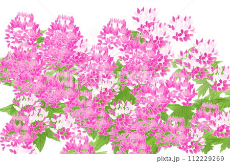 クレオメ、風蝶草（フウチョウソウ）の花のカード3 112229269