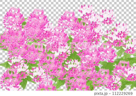 クレオメ、風蝶草（フウチョウソウ）の花のカード3 112229269