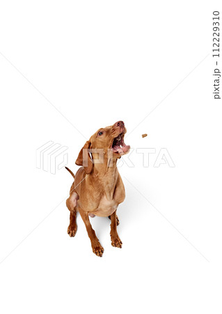 purebred Hungarian Vizsla dog sitting and its tongue lolling out slightly to catch treat against white studio background. purebred Hungarian Vizsla dog sitting and its tongue lolling out slightly to catch treat against white studio background. 112229310
