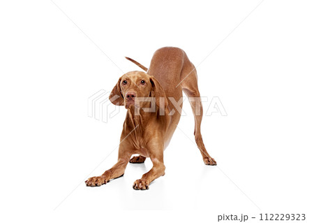 Hungarian Vizsla in playful pose against white studio background. Purebred pet looks well-groomed and healthy. 112229323
