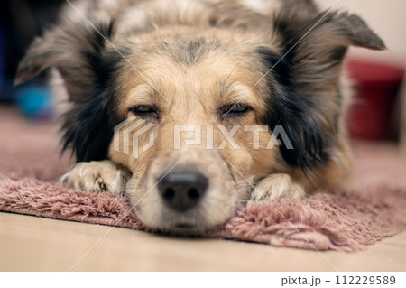 Gray shaggy dog at home, closeup portrait Gray shaggy dog at home, closeup portrait 112229589