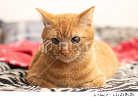 Cute ginger cat lying on the bed 112229609