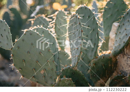 Prickly pear cactus plant with sunshine in desert Prickly pear cactus plant with sunshine in desert 112230222