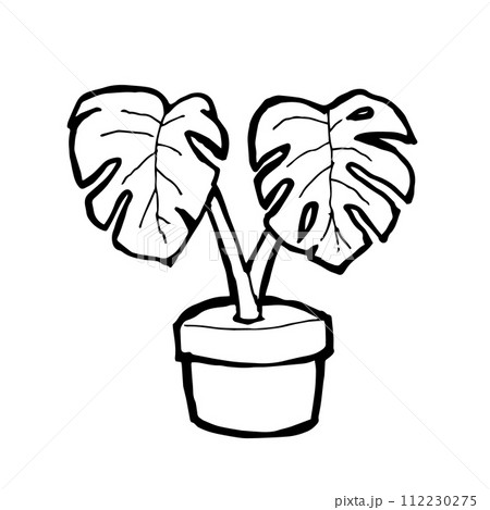 Monstera deliciosa, a digital art of Swiss cheese plant in pot hand drawn icon illustration isolated on white background. 112230275