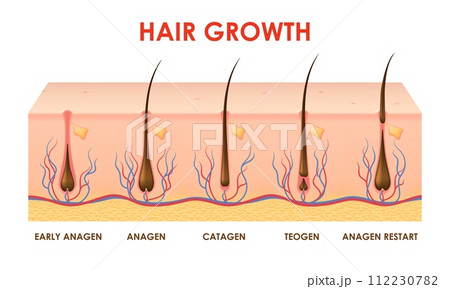 Hair growth cycle or follicles phase with human scalp hair roots structure, vector info diagram. Hair grow cycle anagen, catagen and telogen of hair bulbs phase for trichology medicine infographics 112230782