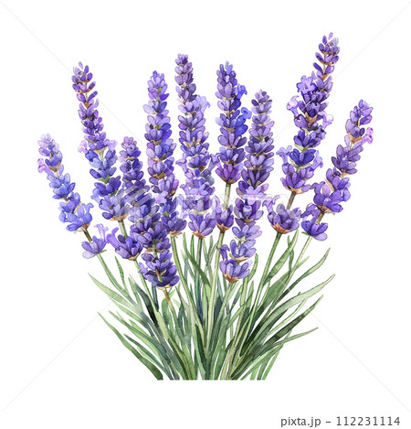 bouquet of lavender watercolor illustration on white background bouquet of lavender watercolor illustration on white background 112231114