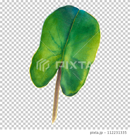 Lush water lily leaf on isolated background. Hand drawn watercolor illustration of green plant. Drawing of lotus greenery for icon or logo. Sketch of Asian flora for Zen, spa design or greeting card. Lush water lily leaf on isolated background. Hand drawn watercolor illustration of green plant. Drawing of lotus greenery for icon or logo. Sketch of Asian flora for Zen, spa design or greeting card. 112231335