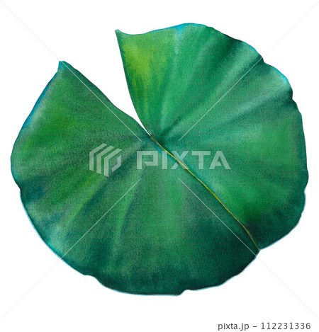 Lush water lily leaf on isolated background. Hand drawn watercolor illustration of green plant. Drawing of lotus greenery for icon or logo. Sketch of Asian flora for Zen, spa design or greeting card. 112231336