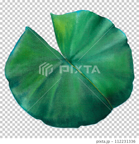 Lush water lily leaf on isolated background. Hand drawn watercolor illustration of green plant. Drawing of lotus greenery for icon or logo. Sketch of Asian flora for Zen, spa design or greeting card. 112231336