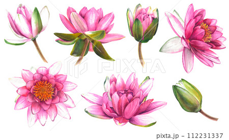 Set of water lilies. Hand drawn watercolor illustration of pink lotus flowers and buds on isolated background. Botanical painting is suitable for zen design, wedding invitation or greeting card. 112231337