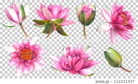 Set of water lilies. Hand drawn watercolor illustration of pink lotus flowers and buds on isolated background. Botanical painting is suitable for zen design, wedding invitation or greeting card. 112231337
