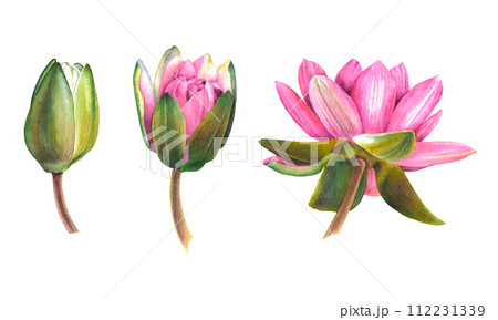 Watercolor illustration of pink water lily flower in three stages, from bud to full disclosure. Hand drawn botanical sketch of lotus on isolated background for Spa design. Exotic plant for Zen design. 112231339