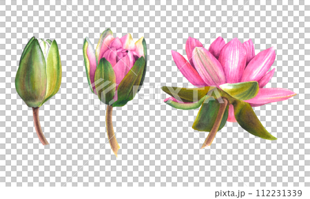 Watercolor illustration of pink water lily flower in three stages, from bud to full disclosure. Hand drawn botanical sketch of lotus on isolated background for Spa design. Exotic plant for Zen design. 112231339