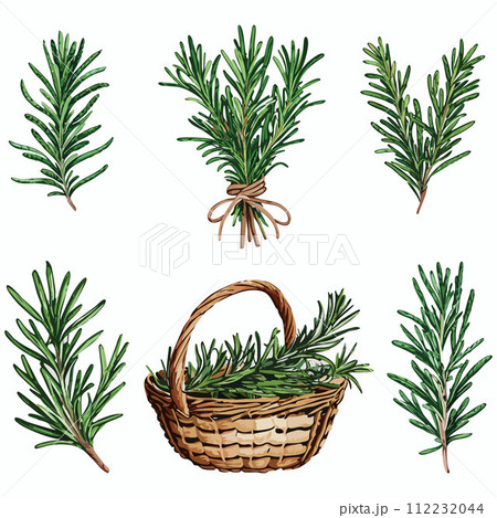 AI-generated content. Rosemary herb set of vector illustrations. AI-generated content. Rosemary herb set of vector illustrations. 112232044