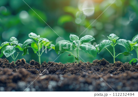 Group of Green Leaves Growing in Dirt 112232494