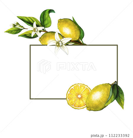 Watercolor frame lemon tree branch with flowers isolated on white background. Hand drawn botanical illustration of yellow citrus fruits. Clipart objects for design 112233392