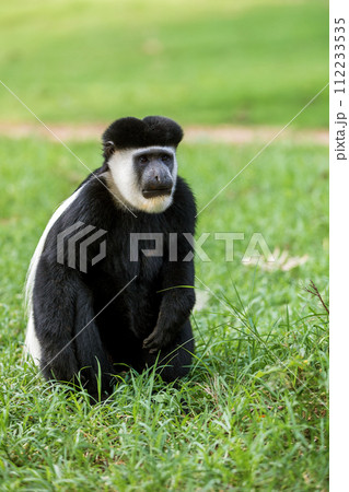 Mantled guereza (Colobus guereza), Lake Awassa, Ethiopia, Africa wildlife Mantled guereza (Colobus guereza), Lake Awassa, Ethiopia, Africa wildlife 112233535