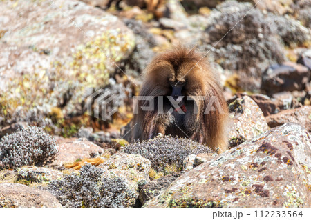 Endemic Gelada, Theropithecus gelada, in Simien mountain, Ethiopia wildlife 112233564