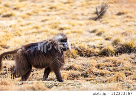 Endemic Gelada, Theropithecus gelada, in Simien mountain, Ethiopia wildlife Endemic Gelada, Theropithecus gelada, in Simien mountain, Ethiopia wildlife 112233567