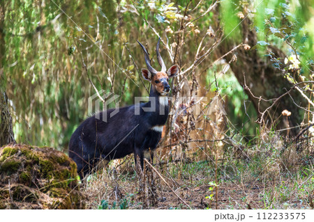 Menelik Bushbuck (Tragelaphus scriptus menelik), Bale Mountain, Ethiopia, Africa safari wildlife Menelik Bushbuck (Tragelaphus scriptus menelik), Bale Mountain, Ethiopia, Africa safari wildlife 112233575