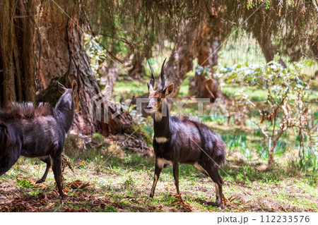 Menelik Bushbuck (Tragelaphus scriptus menelik), Bale Mountain, Ethiopia, Africa safari wildlife Menelik Bushbuck (Tragelaphus scriptus menelik), Bale Mountain, Ethiopia, Africa safari wildlife 112233576