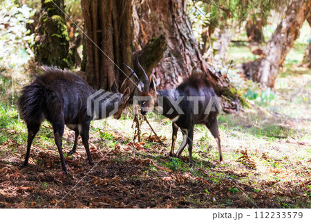 Menelik Bushbuck (Tragelaphus scriptus menelik), Bale Mountain, Ethiopia, Africa safari wildlife Menelik Bushbuck (Tragelaphus scriptus menelik), Bale Mountain, Ethiopia, Africa safari wildlife 112233579