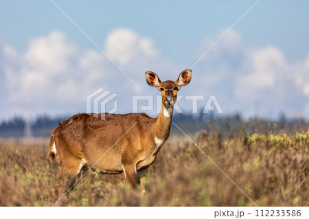 Mountain nyala (Tragelaphus buxtoni), Female in Bale mountain. Africa wildlife Mountain nyala (Tragelaphus buxtoni), Female in Bale mountain. Africa wildlife 112233586