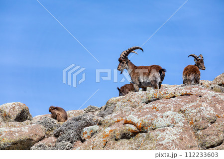 Walia ibex, (Capra walie), Simien Mountains in Northern Ethiopia, Africa 112233603