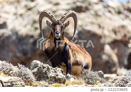 Walia ibex, (Capra walie), Simien Mountains in Northern Ethiopia, Africa 112233605