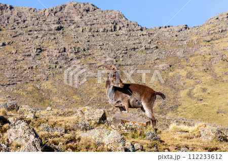 Walia ibex, (Capra walie), Simien Mountains in Northern Ethiopia, Africa 112233612