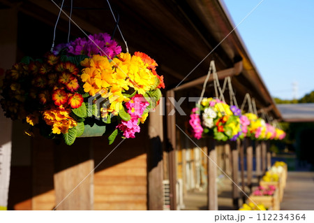 吊り下げプランターの花 112234364