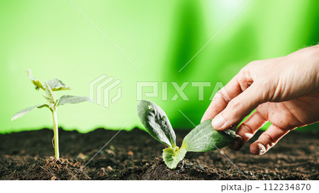 Hand touches plant sprouts. Close up Hand touches plant sprouts. Close up 112234870