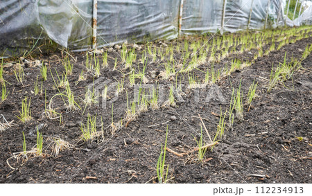 Emerging seedlings in an organic vegetable greenhouse plantation, selective focus. Emerging seedlings in an organic vegetable greenhouse plantation, selective focus. 112234913