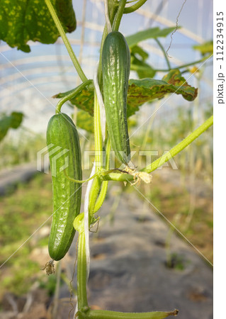 Greenhouse organic cucumber plantation, selective focus. 112234915